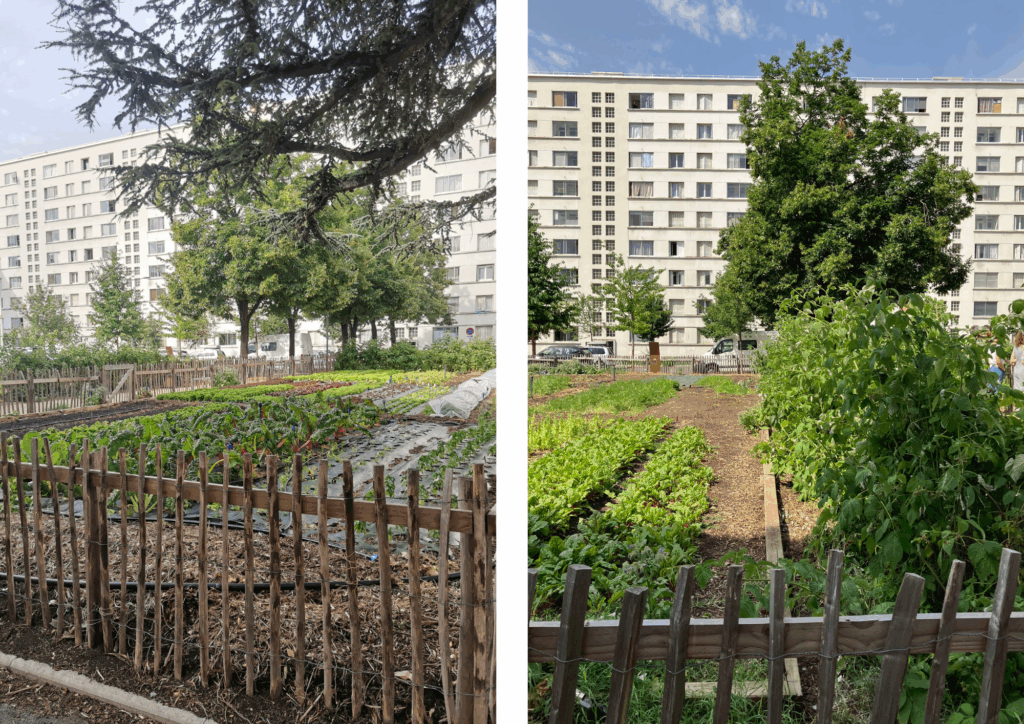 Parcelles maraîchères, cultures de légumes et clôtures en bois de la ferme urbaine Le 8ème Cèdre